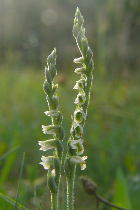 Spiranthes spiralis, l''ultima orchidea della stagione